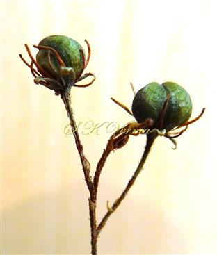  Fruits (Schizocarps)
